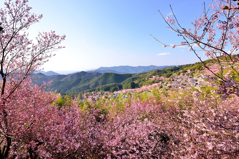 森と桜