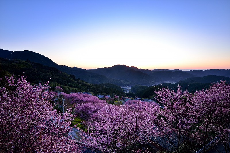 夕方の桜景色